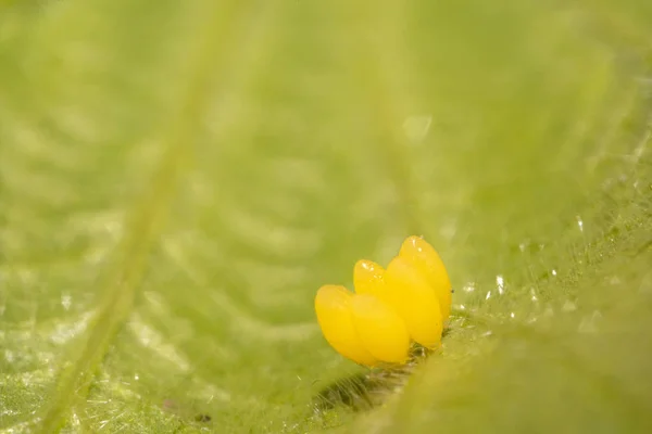 Huevos amarillos mariquita en macro hoja de frambuesa — Foto de Stock