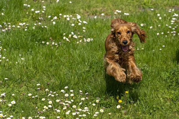Νεαρός σκύλος τρέχει στο γρασίδι — Φωτογραφία Αρχείου