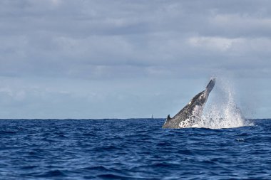 Moorea Fransız Polinezyası kambur balina tokat kuyruk