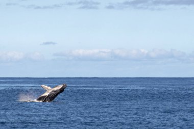 humback whale calf breaching in polynesia clipart