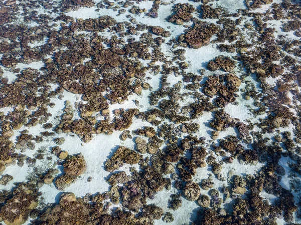 Recifes de jardim de corais na polinésia francesa vista aérea com drone — Fotografia de Stock