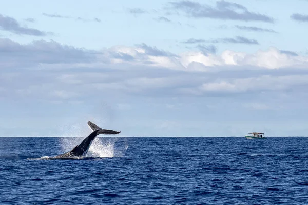 Горбатый кит хлопает хвостом в Муреа Французская Полинезия — стоковое фото