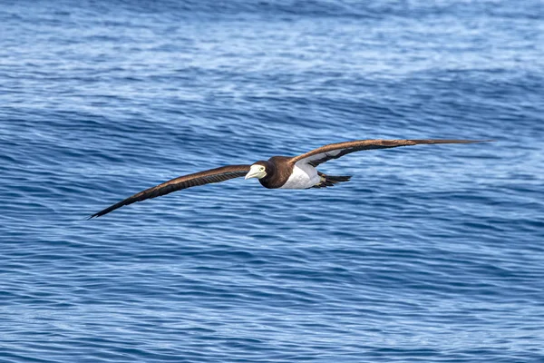 Brown booby Gannet in french polynesia pacific ocean — Stock Photo, Image