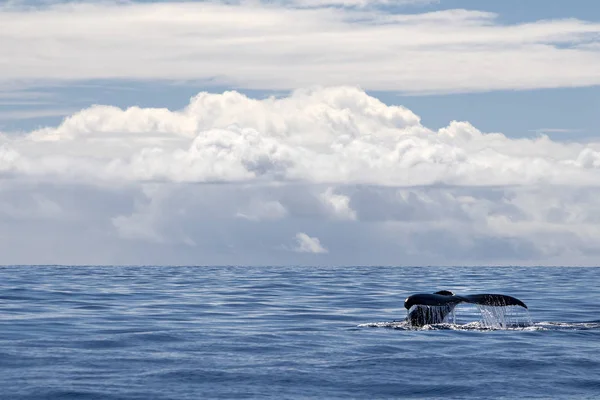 ムーリアフランス領ポリネシアでザトウクジラウォッチングテール — ストック写真