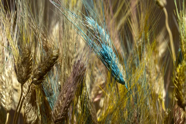 Espiga de trigo azul modificado transgénico — Foto de Stock