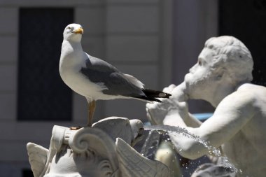 piazza navona roma çeşme detay