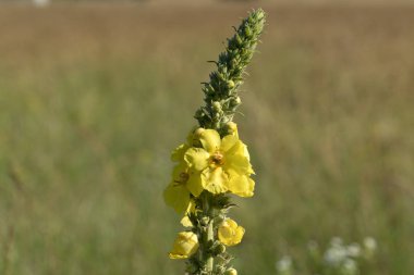 çiçek kabarcık bokeh izole 