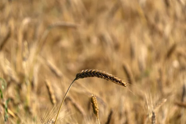 Tahıl buğday alan spike kulak baş Olgun — Stok fotoğraf