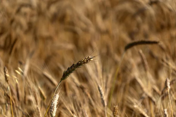 Érett szemes búza mező spike fül fej — Stock Fotó