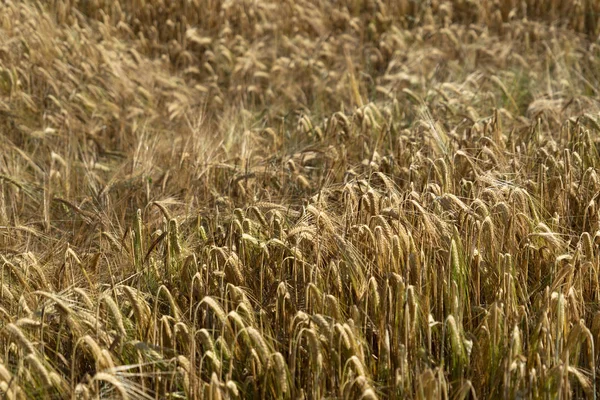 Zralé obilí pšenice pole Špička ucha hlava — Stock fotografie