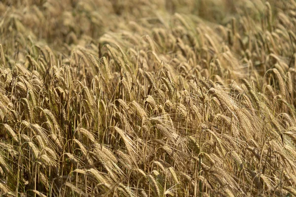 成熟的谷物小麦场穗穗头 — 图库照片