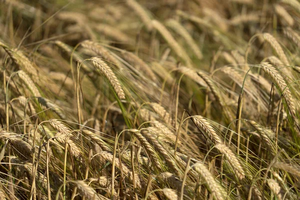 Érett szemes búza mező spike fül fej — Stock Fotó