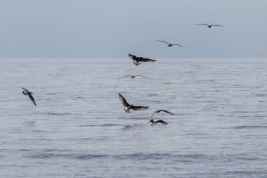 Gün batımında denizde yemek için savaşan birçok martı