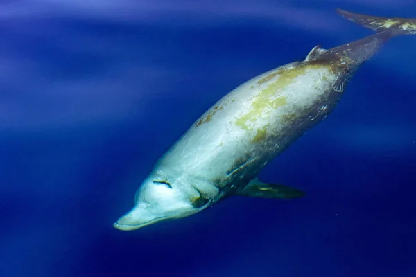 Rare Goose Beaked whale dolphin Ziphius cavirostris — стоковое фото