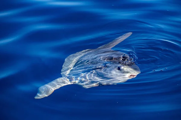 Pez sol en la superficie del mar mientras come medusas de velella — Foto de Stock
