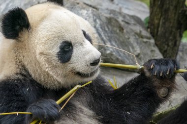 Bambu yerken dev panda