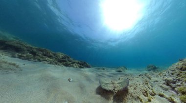 Uçan gurnard Dactylopterus volitans balık