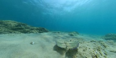 Uçan gurnard Dactylopterus volitans balık