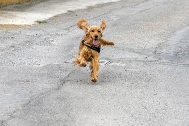 mutlu köpek köpek cocker spaniel çalışan