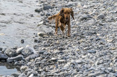 Nehirde mutlu köpek yavrusu Cocker Spaniel