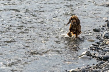 Nehirde mutlu köpek yavrusu Cocker Spaniel