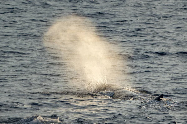 Ballena Esperma al atardecer mientras sopla — Foto de Stock