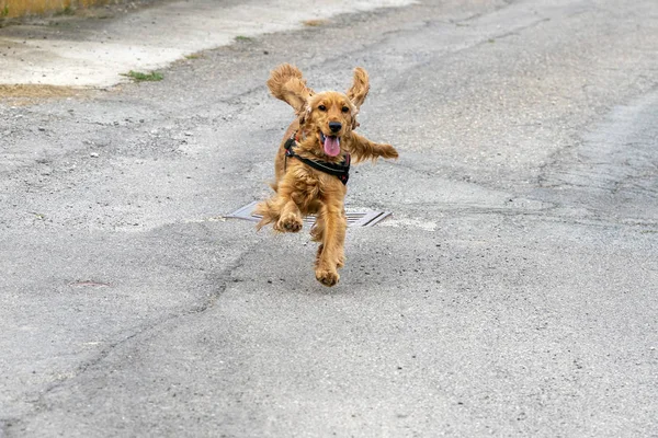 Cachorro feliz cocker cão spaniel correndo — Fotografia de Stock