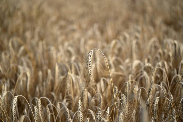 Mature grain wheat field ready to harvest — Stock Photo, Image