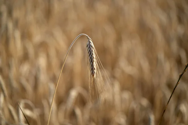 Campo de trigo de grano maduro listo para cosechar — Foto de Stock