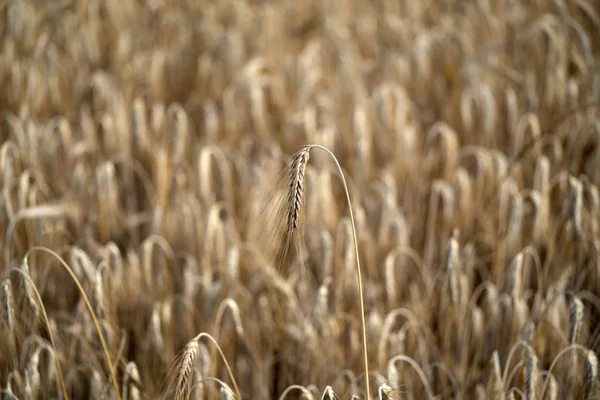 Campo de trigo de grano maduro listo para cosechar — Foto de Stock