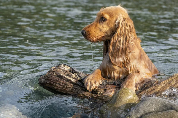 Happy puppy dog cocker spaniel in the river — Stock Photo, Image