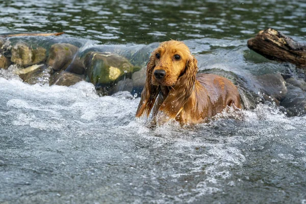 Cachorro feliz cocker spaniel cão no rio — Fotografia de Stock