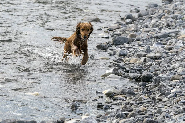 Felice cucciolo cane cocker spaniel nel fiume — Foto Stock
