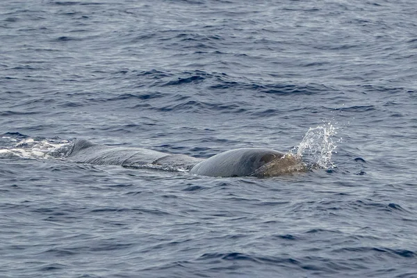 Sperm Whale head at sunset — Stock Photo, Image