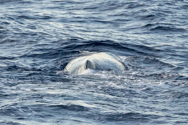 Sperme Baleine au coucher du soleil — Photo