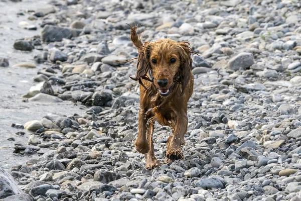 Felice cucciolo cane cocker spaniel nel fiume — Foto Stock