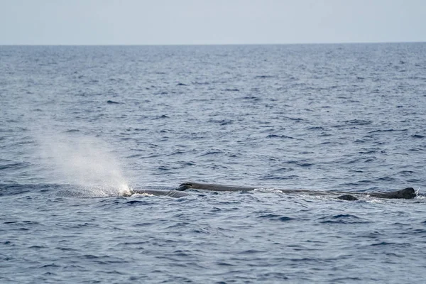 Rorqual spermatozoïde au coucher du soleil en soufflant — Photo