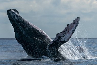 kambur balina cabo san lucas ihlal