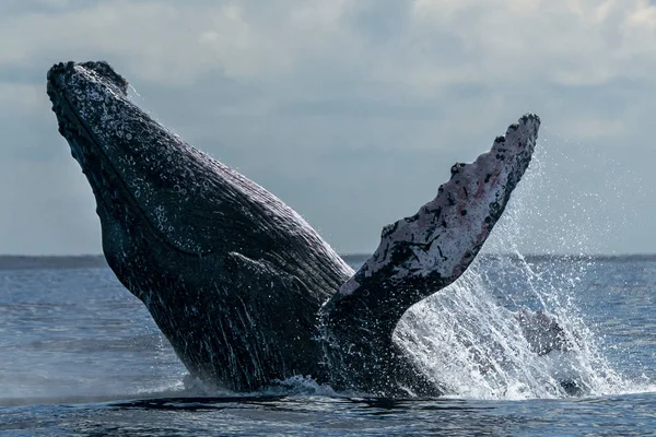 Quebra de baleia jubarte no cabo san lucas — Fotografia de Stock