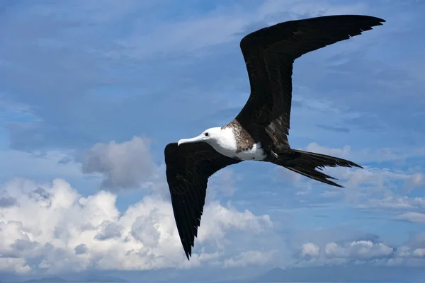 Птица фрегата летит по облачному небу — стоковое фото