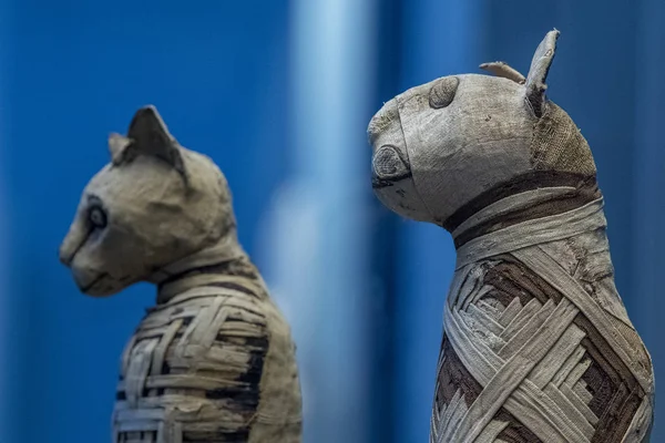 Gemummificeerde kat mummie Egyptische in een piramide graf — Stockfoto