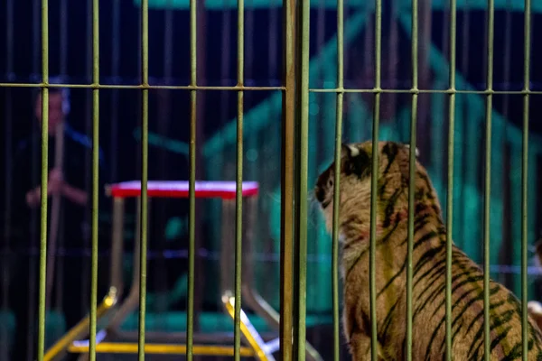 Tigre de circo en una jaula con espectáculo de domador — Foto de Stock