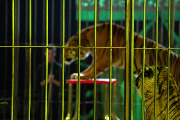 Circus tijger in een kooi met Tamer showtijd — Stockfoto