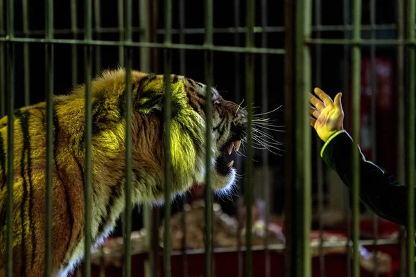 Circus tijger in een kooi met Tamer showtijd — Stockfoto