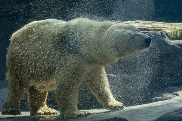 Niedźwiedź polarny zbliżenie portret podczas rozciągania — Zdjęcie stockowe