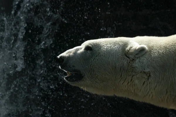 Lední medvěd zblízka portrétní — Stock fotografie