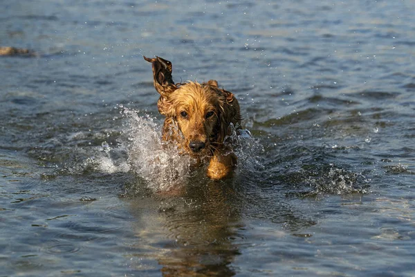 강에서 행복한 강아지 개 코커 스패니얼 — 스톡 사진