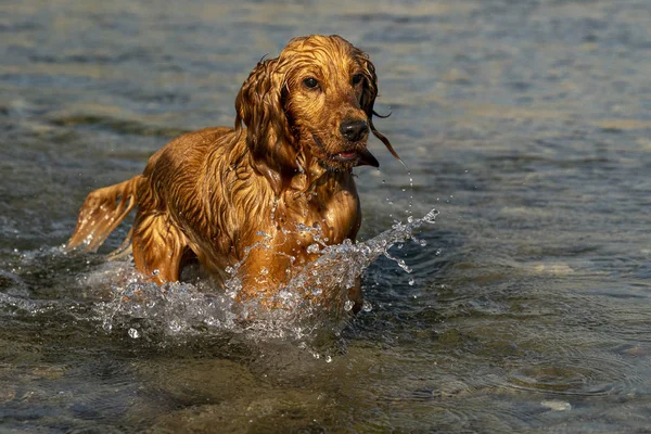 Felice cucciolo cane cocker spaniel nel fiume — Foto Stock