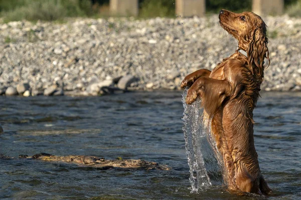 川の幸せな子犬の犬のコッカースパニエル — ストック写真
