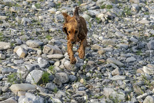 Cachorro feliz cocker spaniel cão no rio — Fotografia de Stock